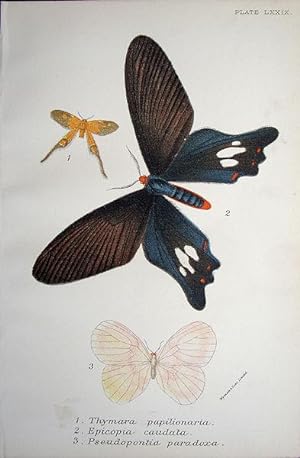 Seller image for 79. Fig. 1. Thymara papilionaria. Fig. 2. Epicopia caudata. Fig. 3. Pseudopontia paradoxa. for sale by theoldmapman