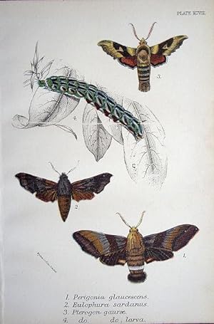 Seller image for 97. Fig. 1. Perigonia glaucescens. Fig. 2. Eulophura sardanus. Figs. 3, 4. Pterogon gaurae. for sale by theoldmapman