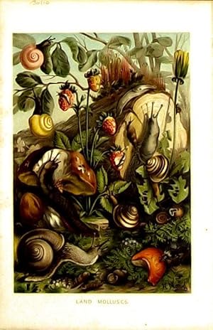 Image du vendeur pour Mollusca. Gastropods. mis en vente par theoldmapman