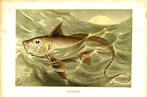 Bild des Verkufers fr Fishes. Chimaera. zum Verkauf von theoldmapman