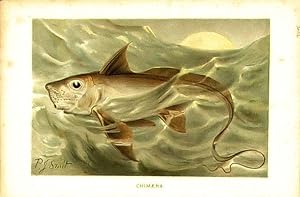 Image du vendeur pour Fishes. Chimaera. mis en vente par theoldmapman