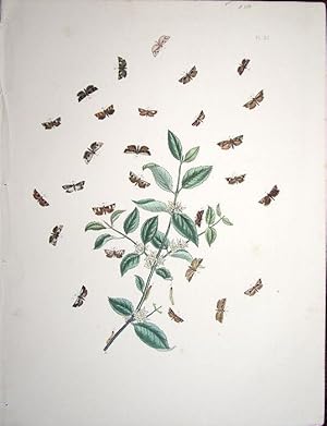 Imagen del vendedor de Lepidoptera. Selection of moths and their respective caterpillars with a wild flower. a la venta por theoldmapman