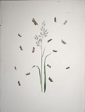 Imagen del vendedor de Lepidoptera. Selection of moths and their respective caterpillars with a grass. a la venta por theoldmapman