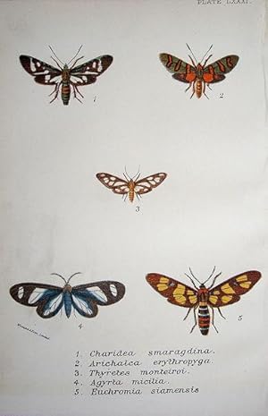 Seller image for 81. Fig. 1. Charidea smaragdina. Fig. 2. Arichalca erythropyga. Fig. 3. Thyretes monteiroi. Fig. 4. Agyrta micilia. Fig. 5. Euchromia siamensis. for sale by theoldmapman