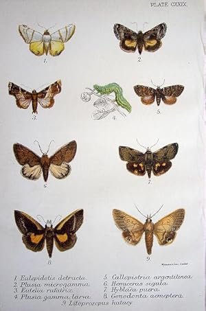 Bild des Verkufers fr 129. Fig. 1. Eulepidotis detracta. Fig. 2. Plusia microgamma. Fig. 3. Eutelia rufatrix. Fig. 4. Plusia gamma (Gamma or Silver Y Moth). Fig. 5. Callopistria argentilinea. Fig. 6. Hemiceras sigula. Fig. 7. Hyblaea puera. zum Verkauf von theoldmapman