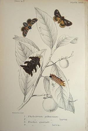 Image du vendeur pour Lepidoptera. Euclea Querceti; Phobetrum Pithecium; etc. mis en vente par theoldmapman