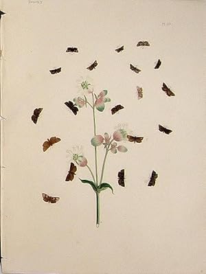 Imagen del vendedor de Lepidoptera. Selection of moths with a wild flower. a la venta por theoldmapman