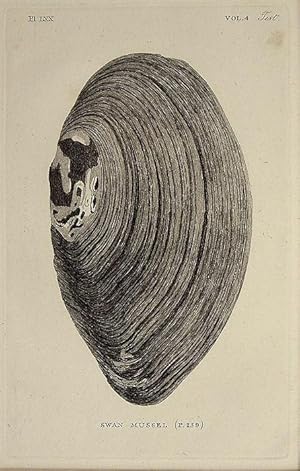 Seller image for Shells: Swan Mussel for sale by theoldmapman