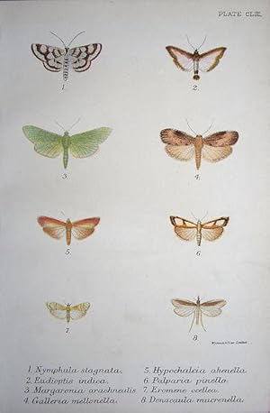 Seller image for 153. Fig. 1. Nyraphula stagnata (Beautiful China Mark). Fig. 2. Eudioptis indica. Fig. 3. Margaronia arachnealis. Fig. 4. Galleria mellonella. Fig. 5. Hypochaleia ahenella (Dingy Veneer). Fig. 6. Palparia pinella (Pearl Veneer). for sale by theoldmapman