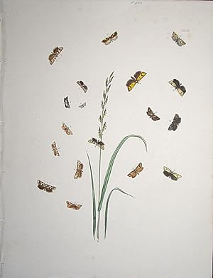 Seller image for Lepidoptera. Selection of moths and their respective caterpillars with a grass. for sale by theoldmapman
