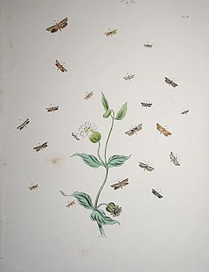 Seller image for Lepidoptera. Selection of moths and their respective caterpillars with a wild flower. for sale by theoldmapman