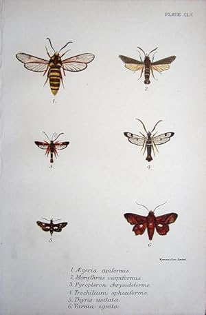 Seller image for 155. Fig. 1. Aegeria apiformis (Hornet Clear-Wing). Fig. 2. Memythrus vespiformis (Dusky Clear-Wing). Fig. 3. Pyropteron chrysidiforme (Fiery Clear-Wing). Fig. 4. Trochilium spheciformis (White-Barred Clear-Wing). for sale by theoldmapman