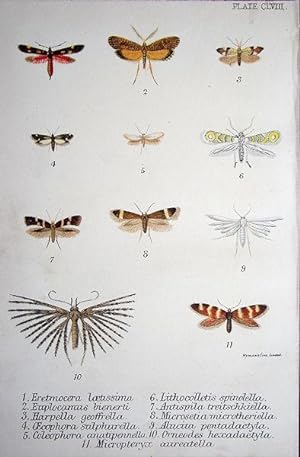Seller image for 158. Fig. 1. Eretmocera laetissima. Fig. 2. Euplocamus bienerti. Fig. 3. Harpella geoffrella. Fig, 4. Oecophora sulphurella (Least Yellow Under-Wing). Fig. 5. Coleophora anatipennella (Goose-Feather Moth). for sale by theoldmapman