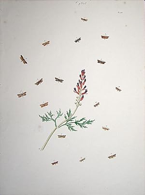 Seller image for Lepidoptera. Selection of moths and their respective caterpillars with a wild flower. for sale by theoldmapman