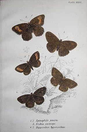 Seller image for 33. Figs. 1, 2. Epinephele janira. Fig. 3. Erebia cassiope (Mountain Ringlet). Figs. 4, 5.Hipparchia hyperanthus. for sale by theoldmapman