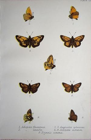 Bild des Verkufers fr 71. Fig. 1. Adopaea thaumas (Small Skipper). Fig. 2. Adopaea lineola (Scarce Small Skipper). Figs. 3-5. Augiades sylvanus (Large Skipper). Figs. 6-8. Adopaea actaeon (Lulworth Skipper). Fig. 9. Erynnis comma (Pearl Skipper). zum Verkauf von theoldmapman