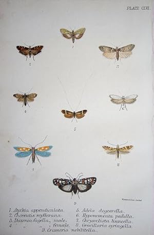 Bild des Verkufers fr 156. Fig. 1. Atychia appendiculata. Fig. 2. Chorentis myllerana (Silver-Dotted Nettle-Tap). Fig. 3, 4. Diurnea fagella (Marsh Dagger). Fig. 5. Adela degeerella (Dr. Geers Long-Horned Moth). zum Verkauf von theoldmapman