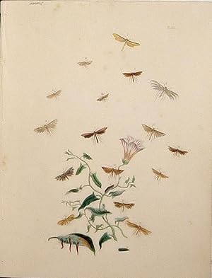 Imagen del vendedor de Lepidoptera. Selection of moths with a wild flower. a la venta por theoldmapman