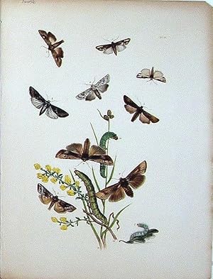 Imagen del vendedor de Lepidoptera. Selection of moths with a wild flower. a la venta por theoldmapman