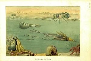 Image du vendeur pour Mollusca. Cephalopoda mis en vente par theoldmapman