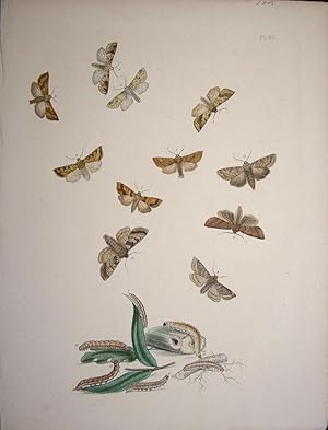 Seller image for Lepidoptera. Selection of moths and their respective caterpillars. for sale by theoldmapman