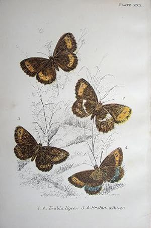 Bild des Verkufers fr 30. Figs. 1, 2. Erebia ligea (Arran Brown). Figs. 3, 4. Erebia aethiops (Scotch Argus). zum Verkauf von theoldmapman