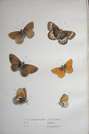 Bild des Verkufers fr 34. Figs. 1, 2. Coenonympha polydama (C. tiphon on plate). Figs. 3, 4. Coenonympha tiphon (C. polydama on plate) Marsh Ringlet. Figs. 5, 6, Coenonympha pamphilus. zum Verkauf von theoldmapman