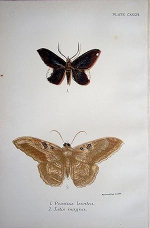 Image du vendeur pour 133. Fig. 1. Peosina leontia. Fig. 2. Letis magna. mis en vente par theoldmapman