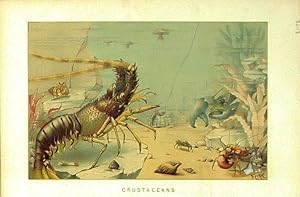 Seller image for Crustacea. Lobster, etc. for sale by theoldmapman