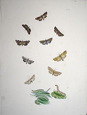 Imagen del vendedor de Lepidoptera. Selection of moths and their respective caterpillars. a la venta por theoldmapman