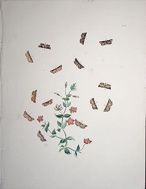 Seller image for Lepidoptera. Selection of moths and their respective caterpillars with a wild flower. for sale by theoldmapman