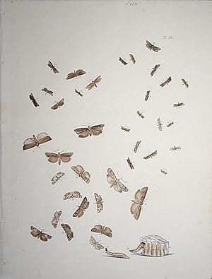 Imagen del vendedor de Lepidoptera. Selection of moths and their respective caterpillars. a la venta por theoldmapman