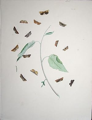 Seller image for Lepidoptera. Selection of moths and their respective caterpillars. for sale by theoldmapman