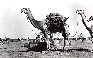 WWII Africa Camels Carrying Bricks for US Army Construction old Photo 1942