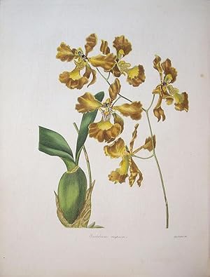 Seller image for Oncidium crispum, Crisped-flowered Oncidium, for sale by theoldmapman