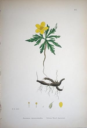 Seller image for Anemone Ranunculoides. Yellow Wood Anemone. for sale by theoldmapman