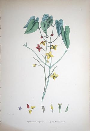 Seller image for Epimedium Alpimum. Alpine Barren Wort. for sale by theoldmapman