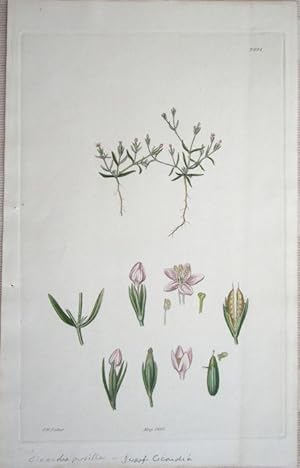Seller image for Cicendia pusilla   Dwarf Cicendia for sale by theoldmapman
