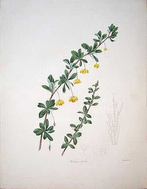 Seller image for Berberis dulcis, Sweet-fruited Berberry, for sale by theoldmapman