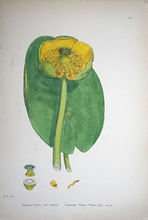 Seller image for Nuphar Lutea, Var. Major. Common Yellow Water-Lily. Var. alpha for sale by theoldmapman