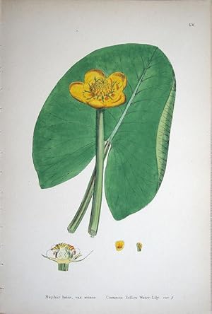 Imagen del vendedor de Nuphar Lutea, Var. Minor. Common Yellow Water-Lily. Var. beta a la venta por theoldmapman