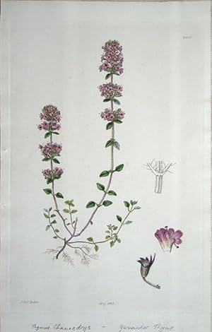 Seller image for Thymus Chamaedrys   Germander Thyme for sale by theoldmapman