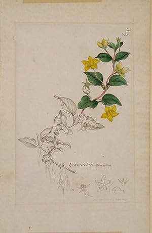 Seller image for Lysimachia Menorum; the Yellow Pimpernel for sale by theoldmapman