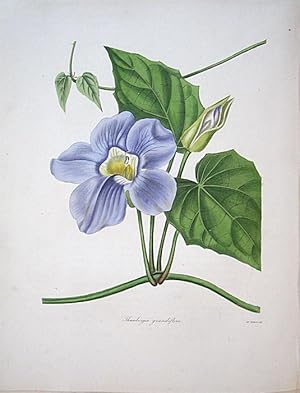 Seller image for Thunbergia grandiflora, Large-flowered Thunbergia, for sale by theoldmapman