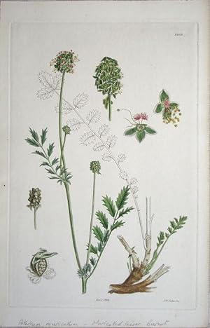 Seller image for Poterium muricatum   Muricated lesser Burnet for sale by theoldmapman