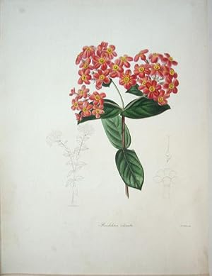 Seller image for Rondeletia odorata, Sweet-scented Rondeletia, for sale by theoldmapman