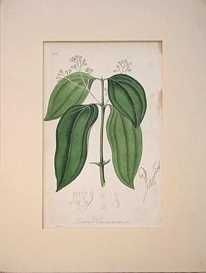 Seller image for Laurus Cinnamomum. for sale by theoldmapman