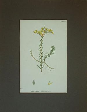 Seller image for Sedum albascens; the Glaucous Stonecrop. for sale by theoldmapman