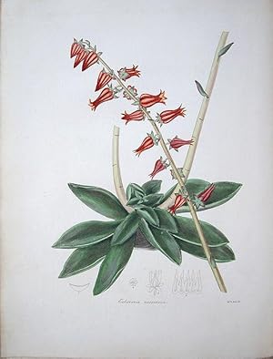 Seller image for Echeveria Racemosa, Racemose-flowered Echeveria for sale by theoldmapman