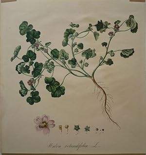 Malva Rotundifolia - Feldpappel. Kol. Lithographie aus: Wagner, Daniel: Pharmaceutisch-medicinisc...